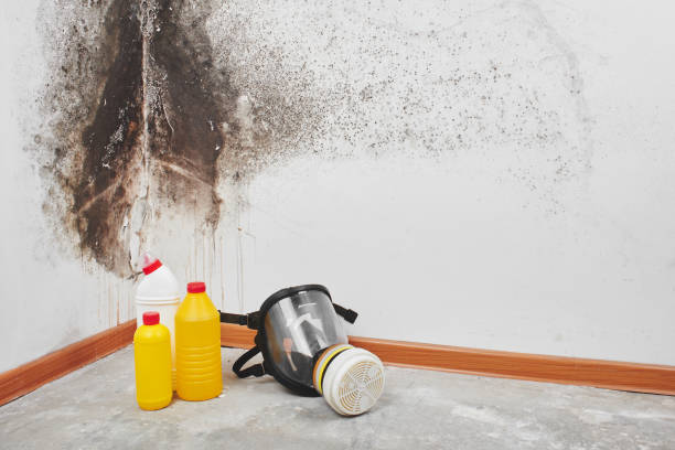 Best Emergency Mold Removal  in Thompson, ND