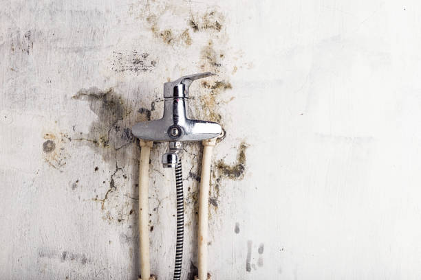 Best Mold Cleaning Services  in Thompson, ND