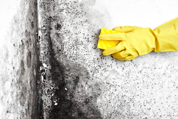 Best Crawl Space Mold Removal  in Thompson, ND