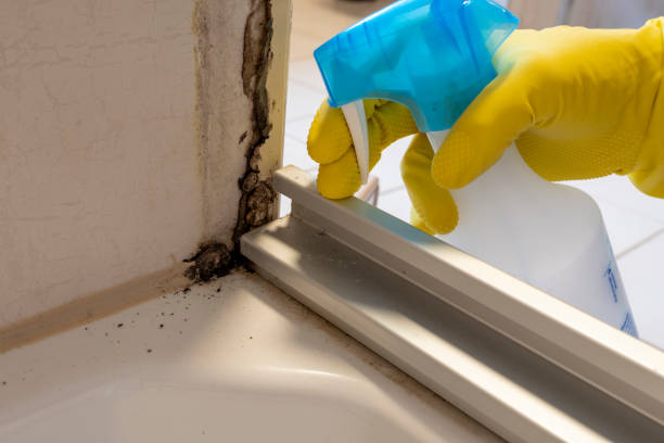 Best Best Mold Removal Companies  in Thompson, ND