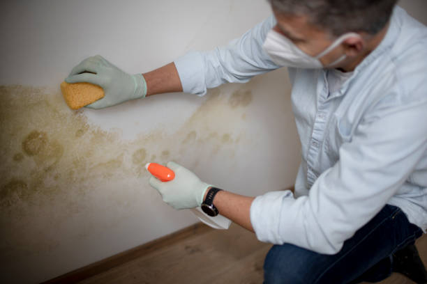 Best Mold Removal Company Near Me  in Thompson, ND