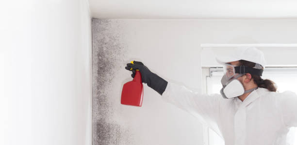 Best Crawl Space Mold Removal  in Thompson, ND