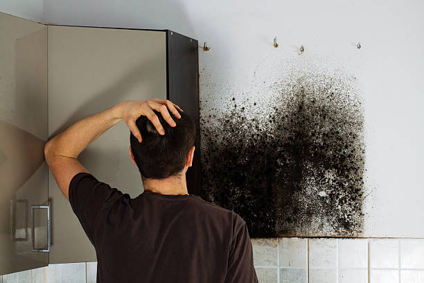 Best Black Mold Removal  in Thompson, ND