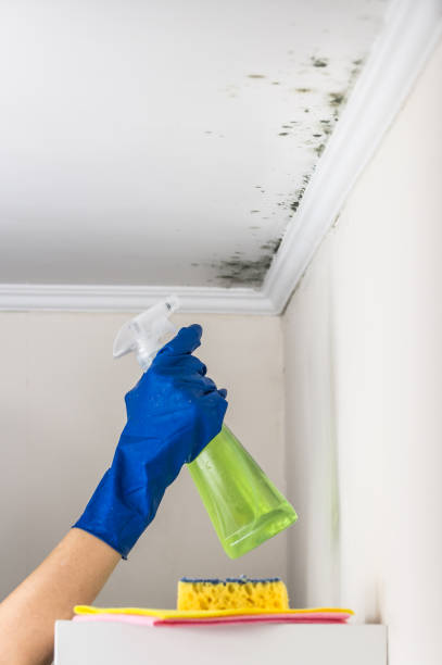 Best Professional Mold Removal  in Thompson, ND