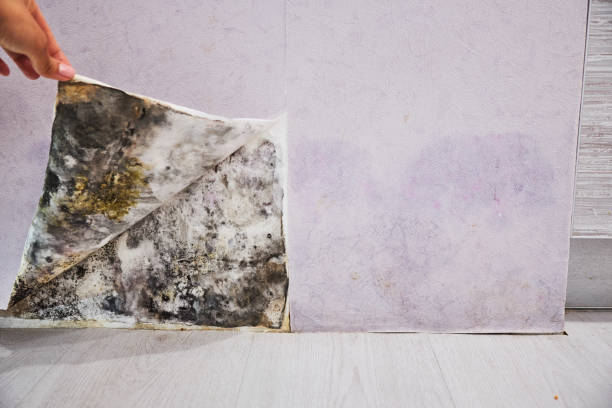 Thompson, ND Mold Removal Company